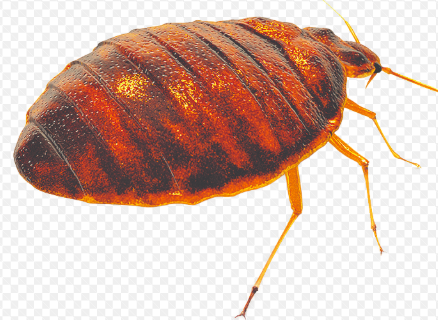 A Practical Guide to Safe and Effective Bug Removal at Home